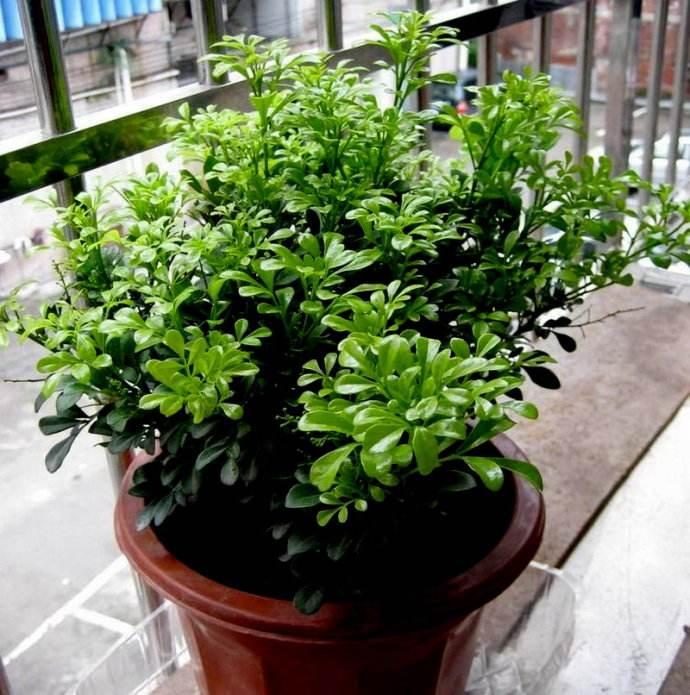 米兰花换土后要马上浇水施肥吗,米兰花怎样浇水施肥