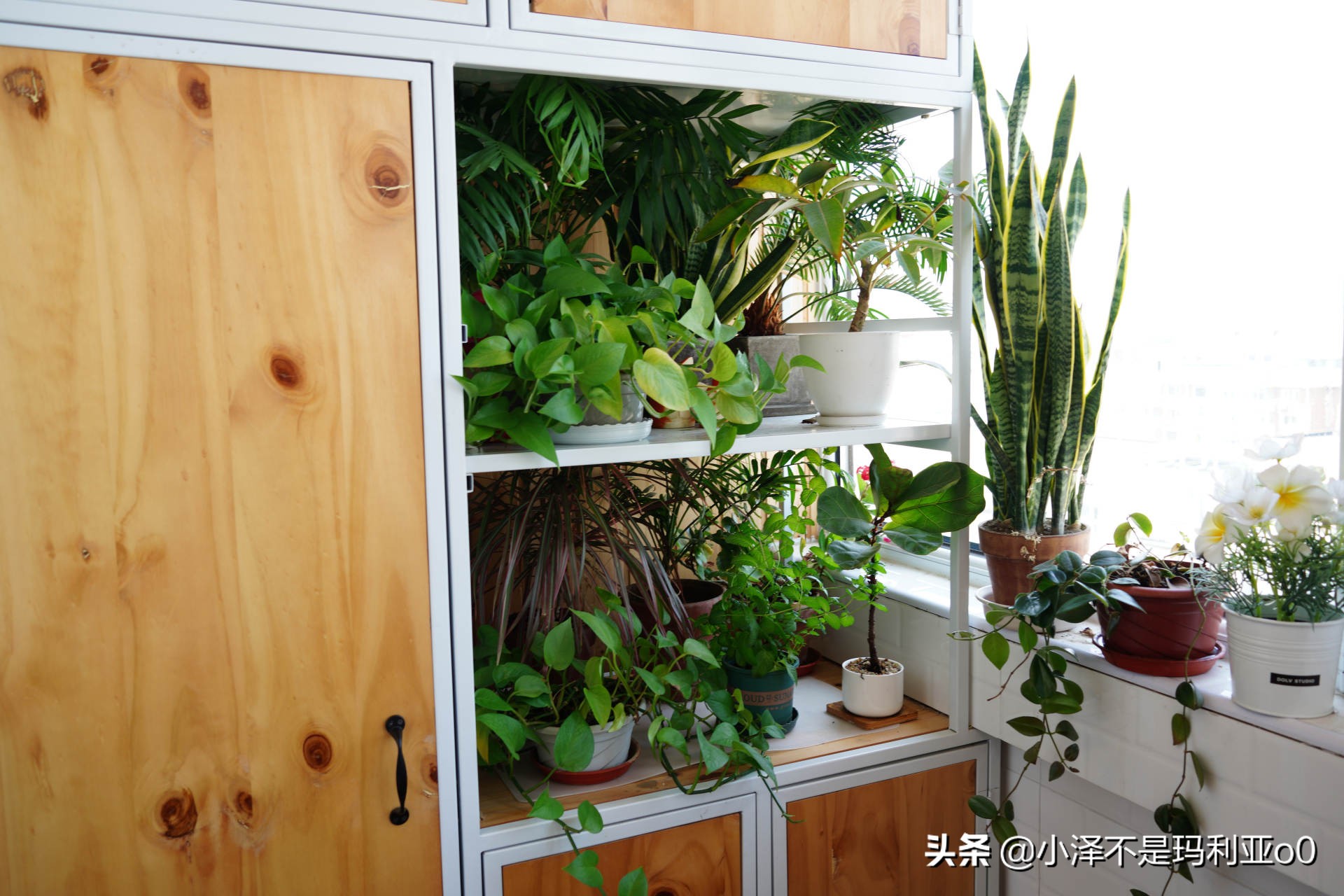 实木家具日常保养方法有哪些种类,家具科普实木家具保养之道