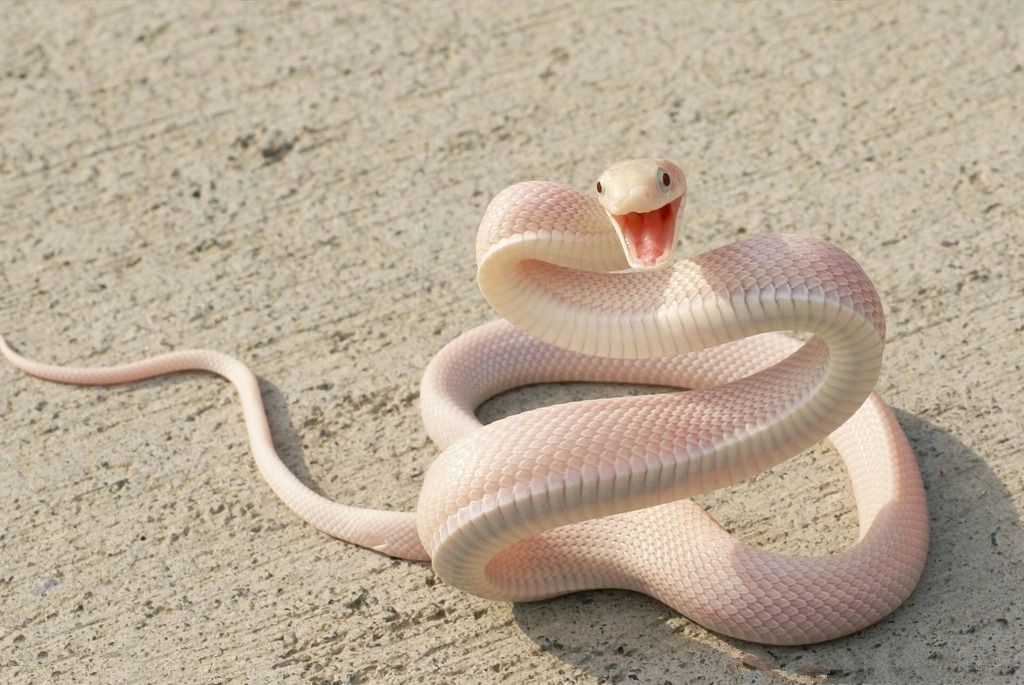 中国吞蛇吐火奇人有哪些,抓蛇高手的捕蛇方法