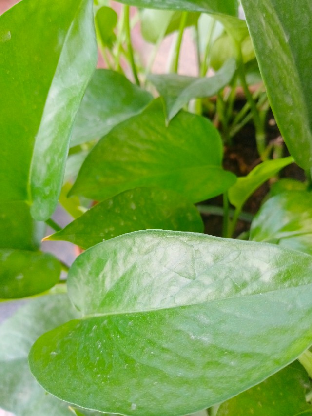 我的第一块智能手表,我的第一块运动手表