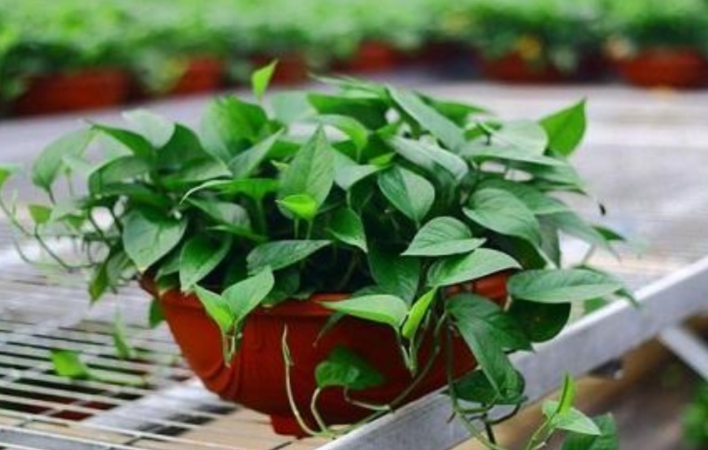 绿萝枝叶茂盛可以修剪吗,怎样养绿萝才能枝叶茂盛