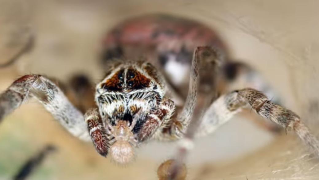 螳螂猎杀蜘蛛,螳螂和蜘蛛之战