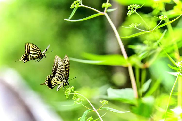 鎽勫奖鐜╁澶ф渤娑ㄦ按铻宠瀭鎹曡潐,铻宠瀭鎹曡潐灏忓搧