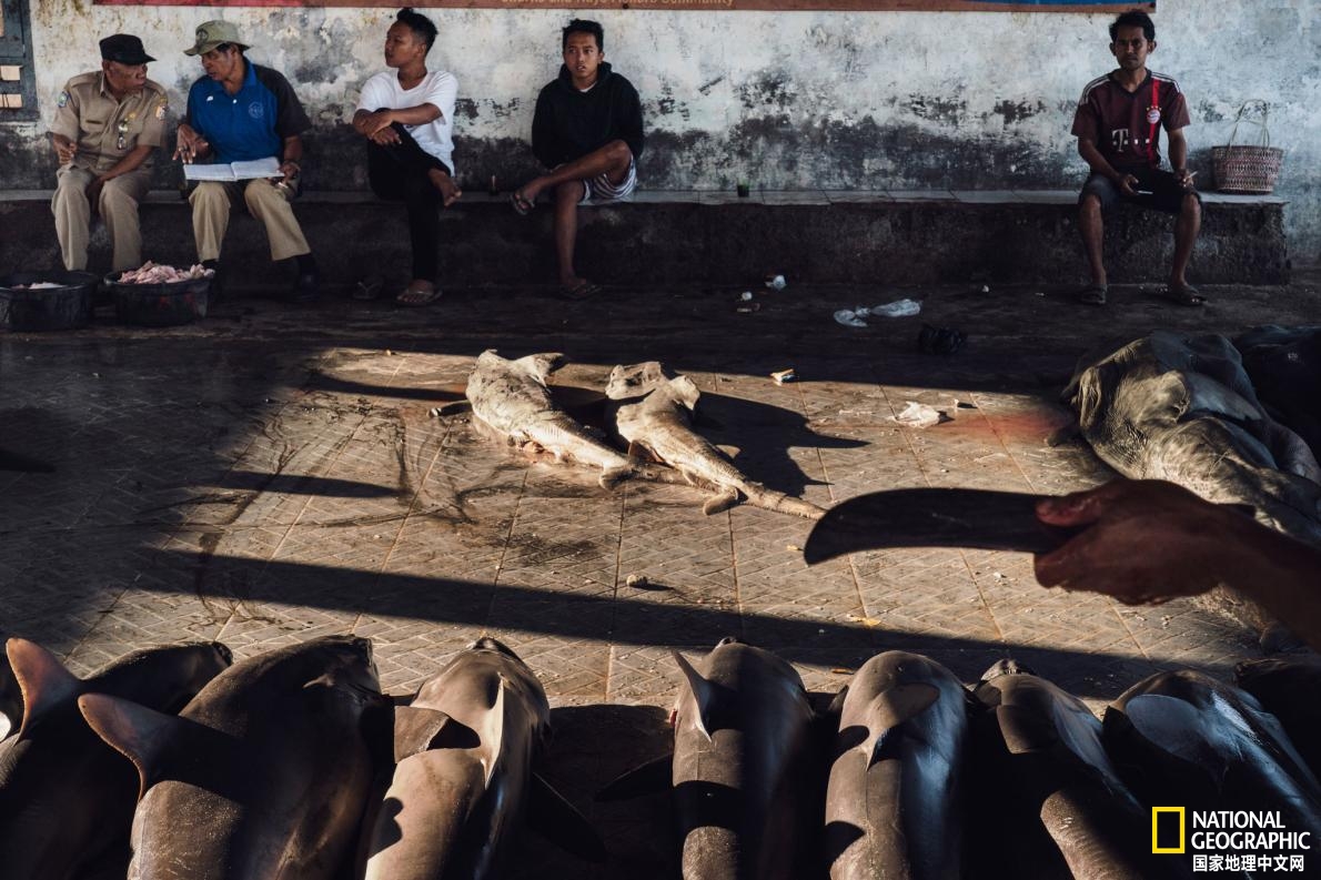 鱼翅贸易,为什么打击电商