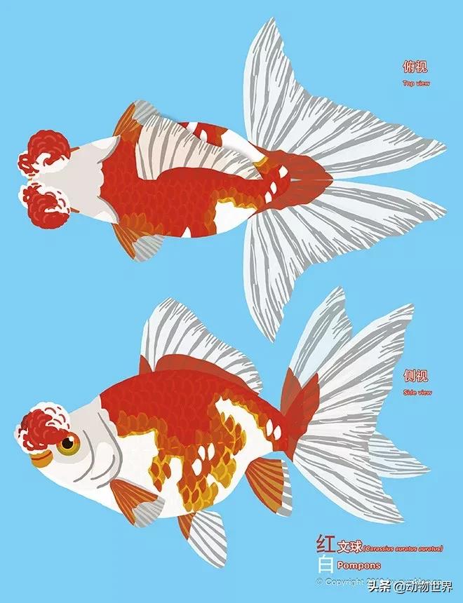 绒球金鱼品种图解,金鱼的品种图片大全大图