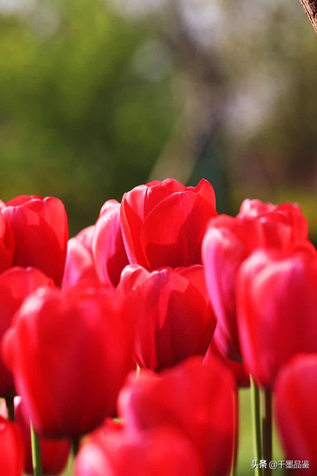 静物摄影作品欣赏郁金香,郁金香的摄影作品欣赏