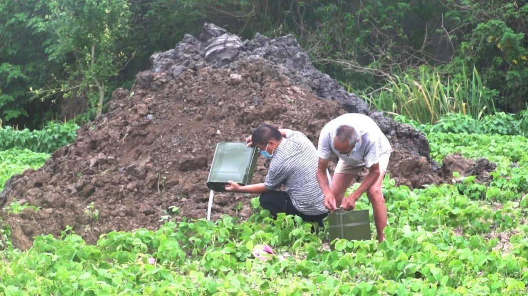 一只眼镜蛇可毒死几名成年人,剧毒眼镜蛇吓人