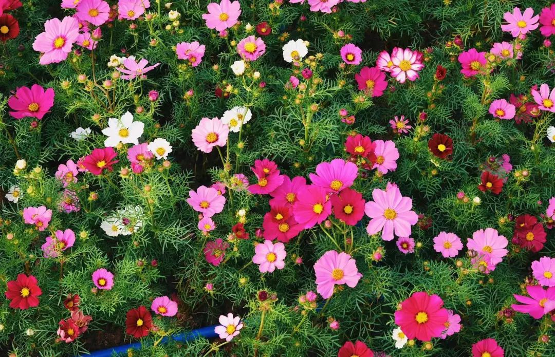 海心沙的花海美爆了,广州海心沙花海