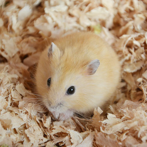 哪些宠物鼠聪明好养得可爱,什么样的宠物鼠最可爱