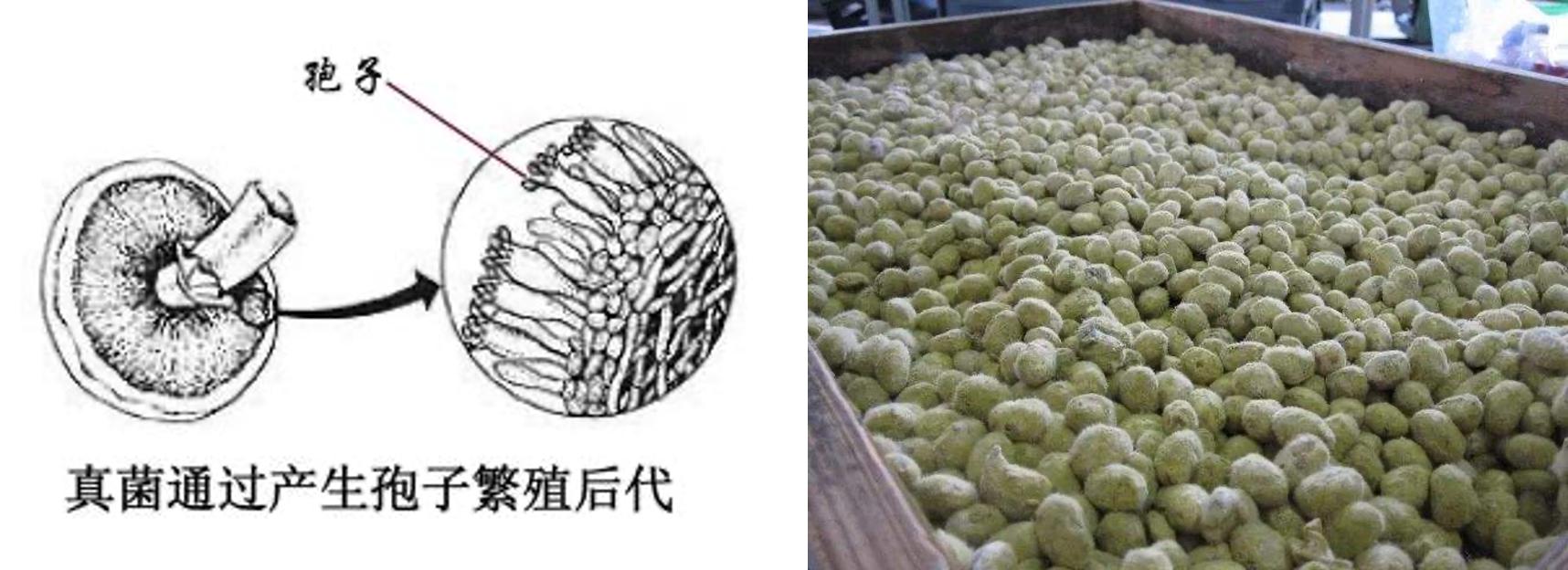 南北朝饮食指南（上篇）——“贾思勰私房菜”：主食与调味