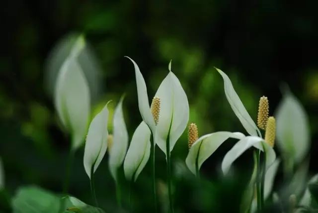 放卧室的观赏植物,适合放房间的植物好看