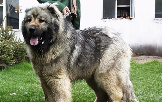 家庭不可以养什么狗,家庭不能养鹦鹉吗