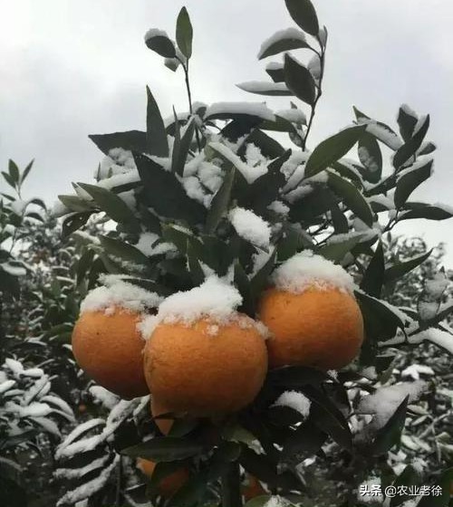柑橘受冻伤怎么办,晚熟柑橘受冻怎么补救