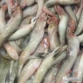 十种最便宜的海鱼,常见海鱼价格排名大全