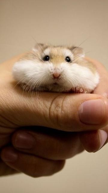 怎样清理仓鼠嘴巴里面的食物,为什么仓鼠嘴巴可以塞那么多东西