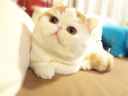 十大宠物店加盟商0元加盟宠物店,加盟开宠物店有哪些销售技巧