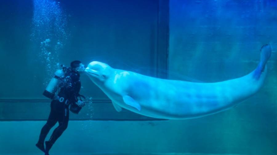 深圳小梅沙海洋世界团购票多少钱,小梅沙海洋世界团购深圳