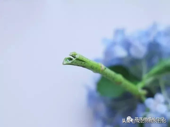 花店护理花小技巧,花店花材养护及资料整顿