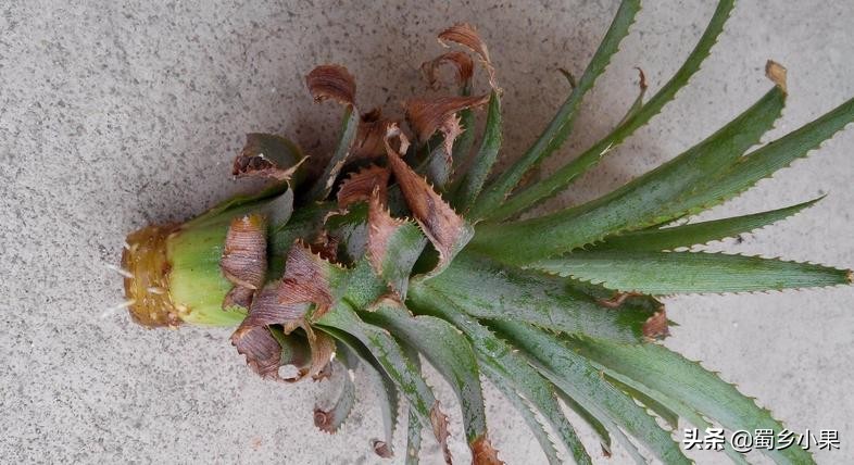 菠萝育苗繁殖方法,菠萝苗的栽培方法