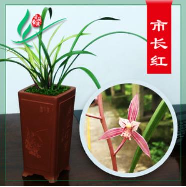 中国兰花之乡有哪些？为何云南独占7个？