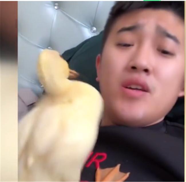 格格：小鸭宝宝冲上来猛亲，得个新绰号“电动鸭刷帮主人剔牙