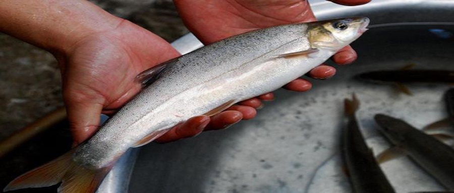 被公认最好吃的15种淡水鱼,十种公认好吃的淡水鱼