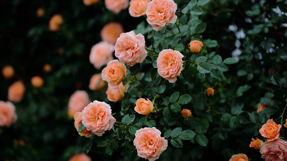 送的玫瑰花和月季一样吗,送玫瑰和月季代表什么