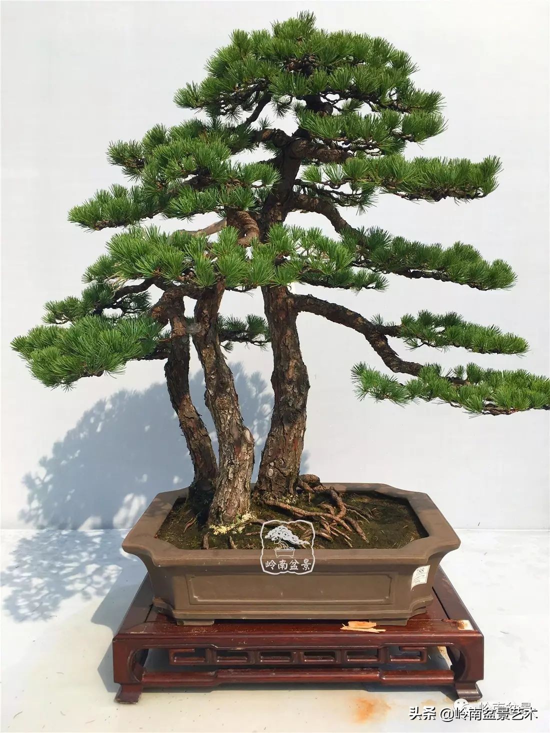 松树在水旱丛林盆景创作中的运用 (松树丛林盆景经典之作)