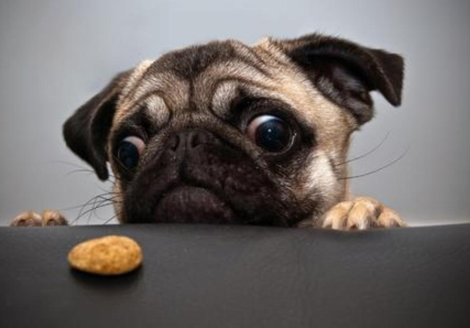 巴哥犬优缺点总结英文,巴哥犬和比熊优缺点