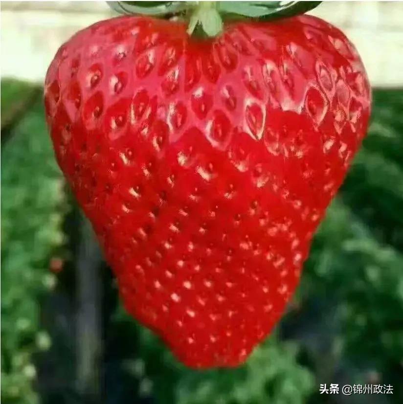 辽宁中国特点农产品优势区名单,辽宁特点农产品品牌有哪些