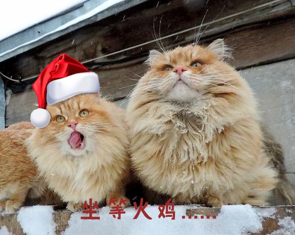圣诞节的喵星人霸气又略萌，猫奴必看！又骗我养猫？