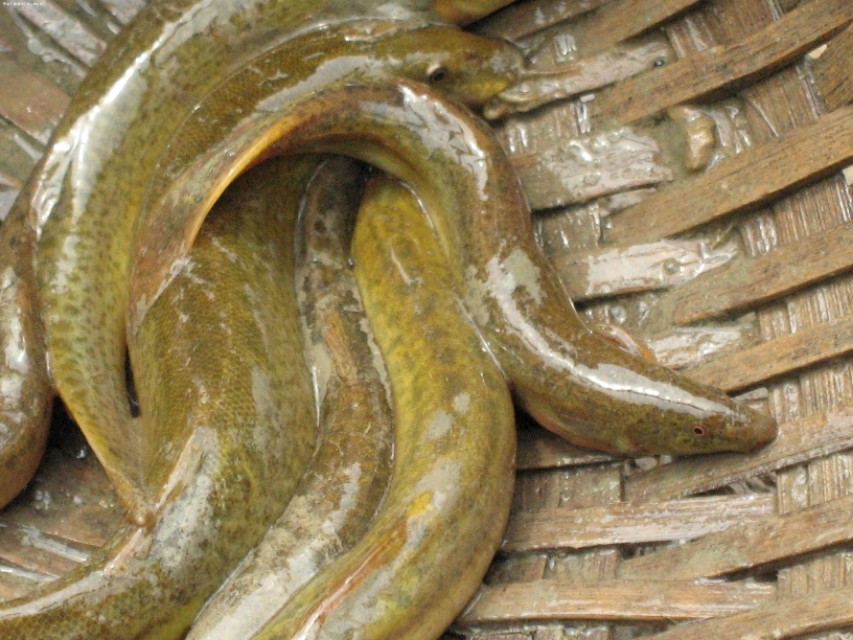 鱼鳅的营养,鲶鱼和黄骨鱼哪个营养价值高