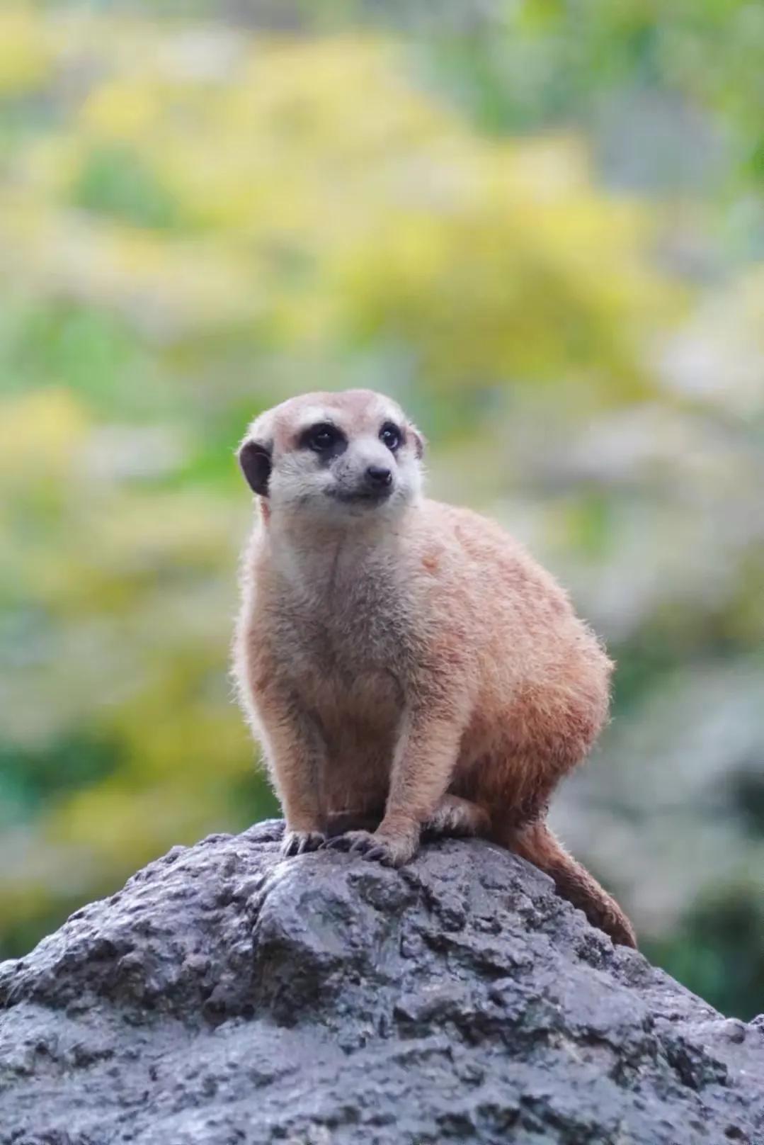 上海野生动物园真的值得去吗,上海野生动物园好玩吗值得去吗