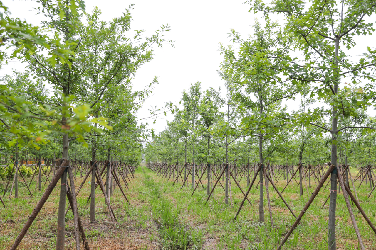 松江区佘山镇最新规划,上海松江佘山镇规划