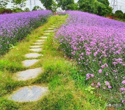 又到了薰衣草盛开的季节,上海市薰衣草花海