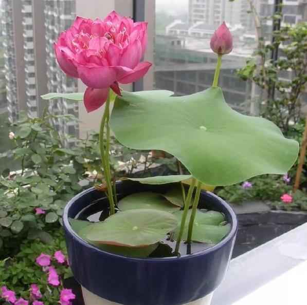 盆栽睡莲的养殖方法和注意事项,睡莲犹如亭亭玉立的少女