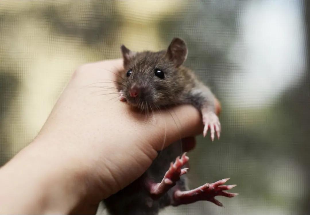 如何捕捉家里的老鼠小技巧,家里老鼠太多了捕鼠技巧