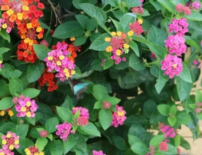 五月份被公认阳台最好养的10种花,喜阴耐旱适合室内养的50种花