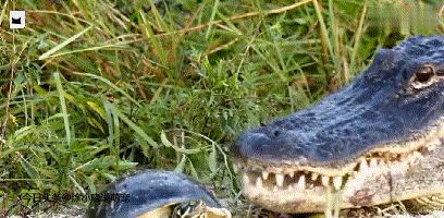 巨蜥吃乌龟视频,巨鳄龟吃蜥蜴