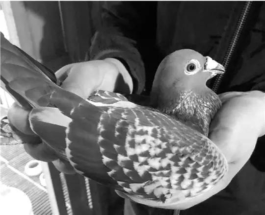 花1千多万买的鸽子,真的会有人花千万买赛鸽吗