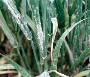 小麦叶片发白是什么病用什么药,小麦叶片有白斑怎么治