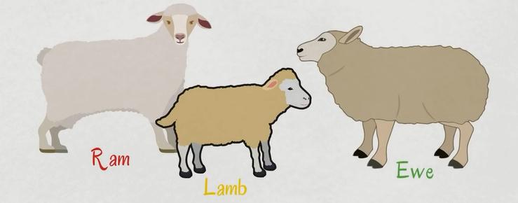 关于动物的英语短单词,初中英文的动物词汇