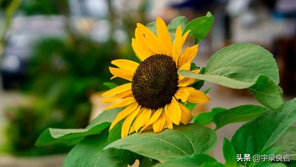 人生正能量的阳光短句句句精辟,正能量生活充满阳光的句子