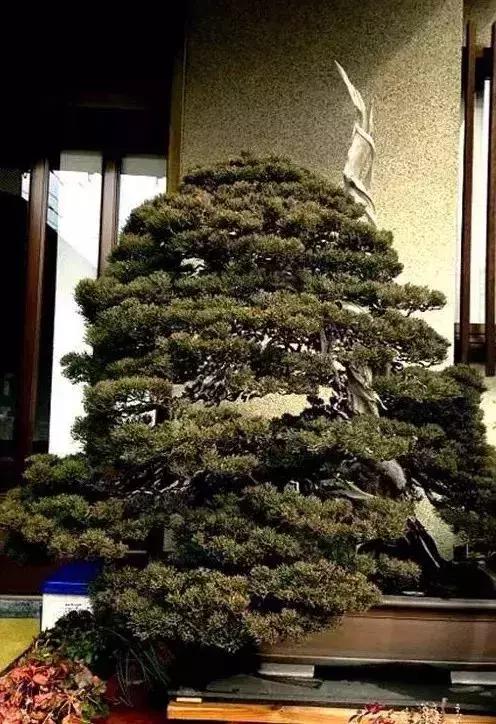 十几万一棵的多肉,50种稀有多肉多少钱一棵