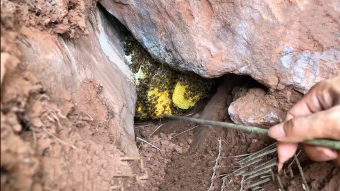 摘野生蜂窝吃蜜,荒山野岭野生蜂窝