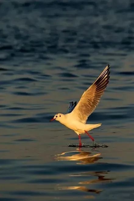 野外拍鸟用什么器材,拍鸟器材最佳配置
