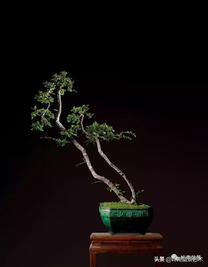 最美的100盆雀梅盆景,雀梅盆景第一年修剪视频