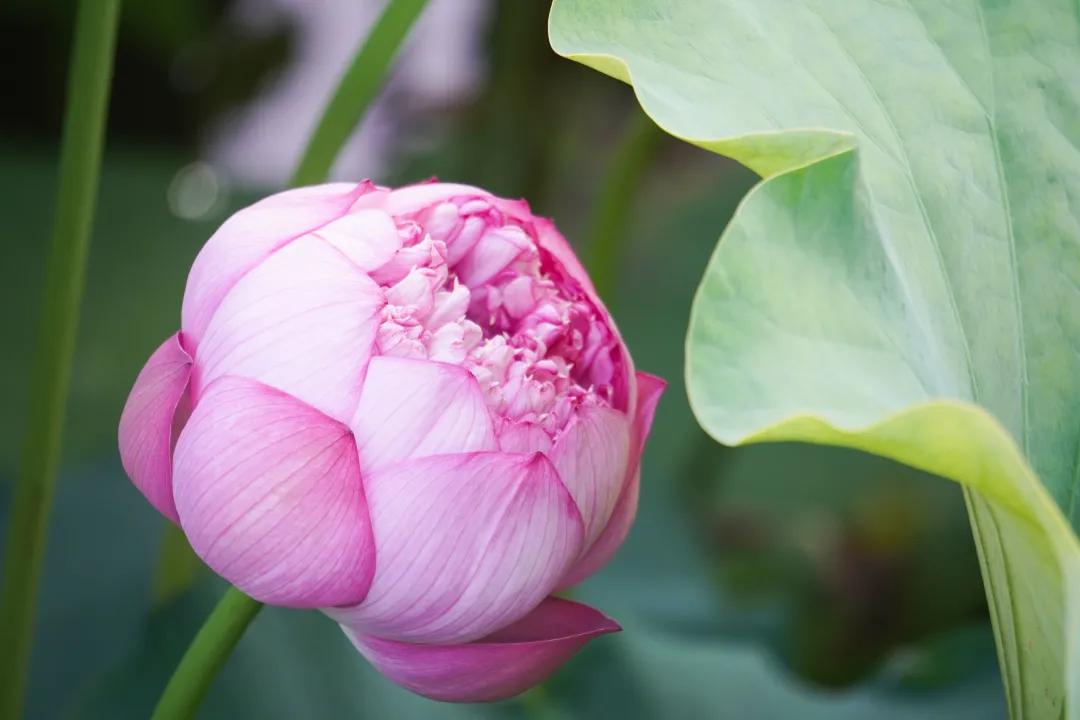 观福建农林大学的荷！赏尽一池清趣