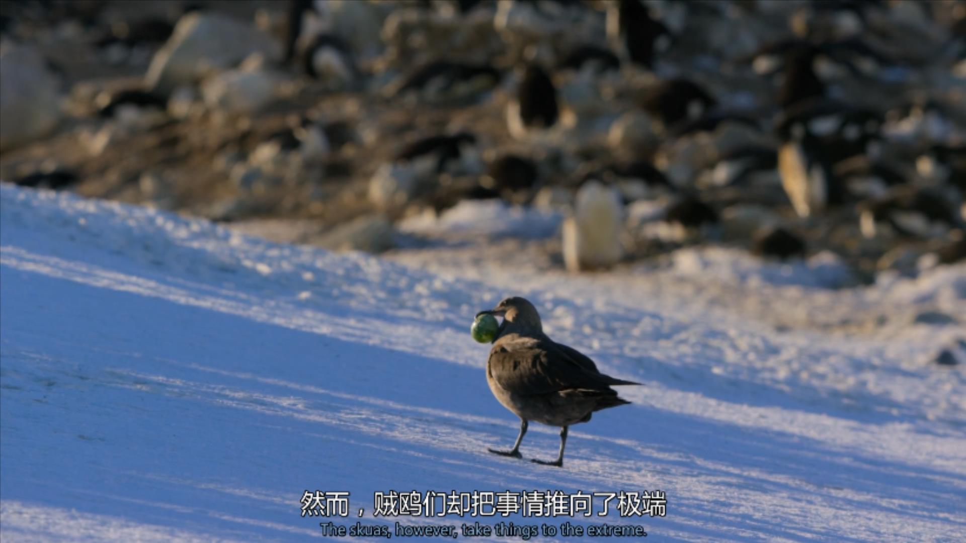 大过年的，被这些小萌萌给笑掉了头