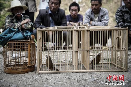 画眉鸟和鹦鹉可不可以一起饲养,画眉鸟好养一些还是鹦鹉好养